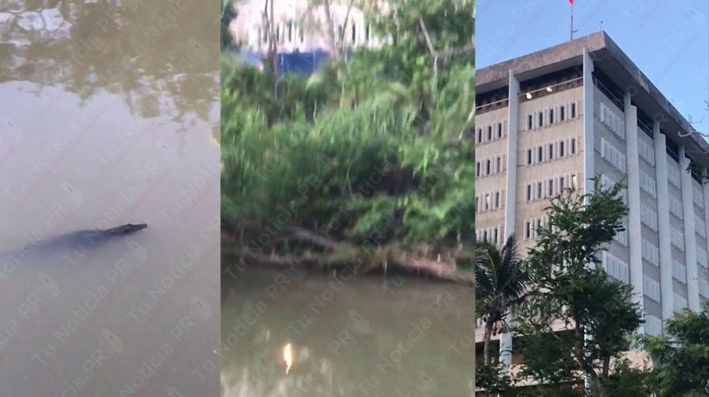  Viral video de un &ldquo;alligator&rdquo; nadando en el rio Puerto Nuevo, cerca del cuartel general de la polic&iacute;a 