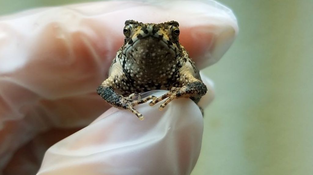  Primer sapo concho puertorriqueño del mundo nacido a través de fertilización in vitro 