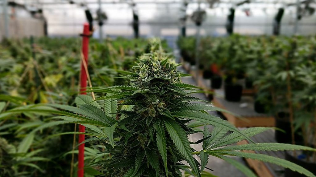  Ante aprobaci&oacute;n federal del Cannabis, H&eacute;ctor Ferrer Santiago urge dar paso a legislaci&oacute;n local 