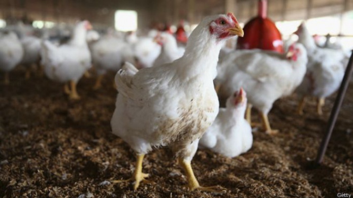 CuÃ¡les son los riesgos de consumir pollo con antibiÃ³ticos