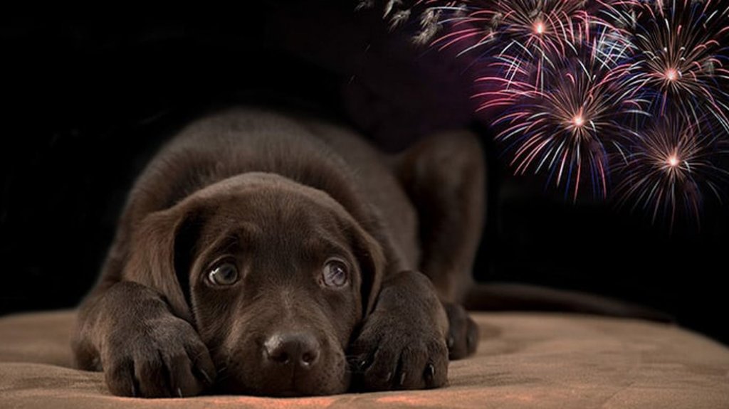  Recomendaciones para evitar la muerte de mascotas por la pirotecnia 
