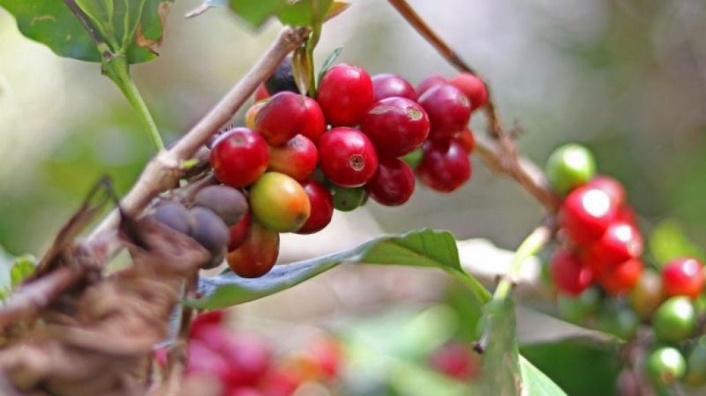  Se adelanta colaboraci&oacute;n entre Agricultura y &ldquo;Starbucks Foundation&rdquo; para importar semilla de caf&eacute; 
