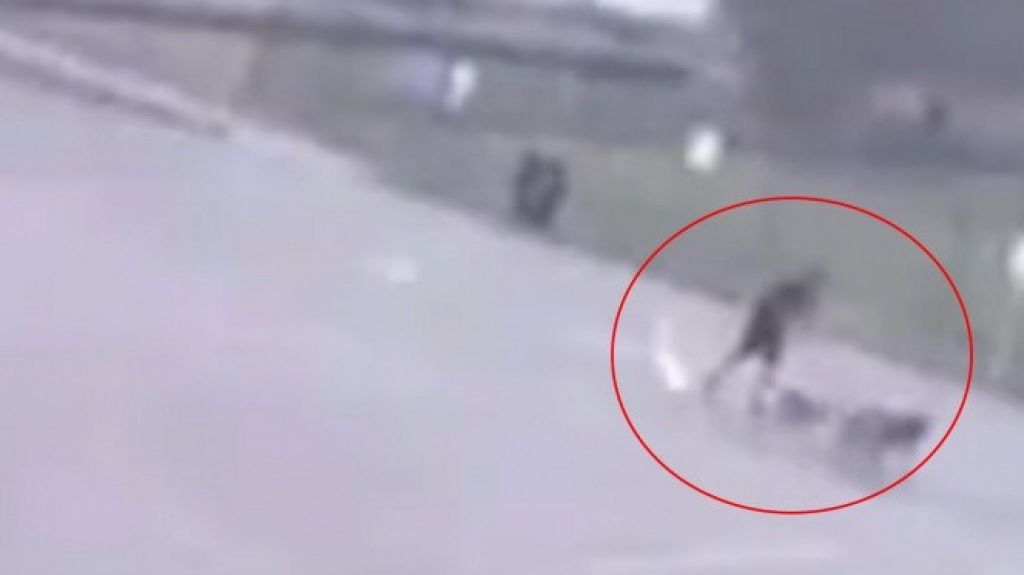  Video: Le cae un rayo mientras paseaba a sus perros 