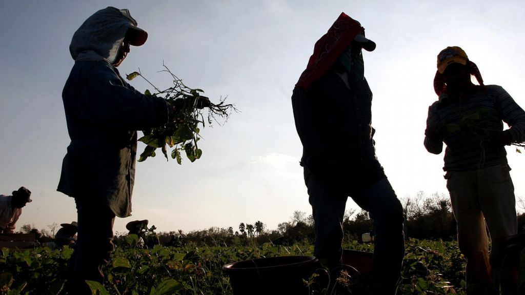  La agricultura de Florida bajo el ataque del COVID-19 y el desd&eacute;n oficial 