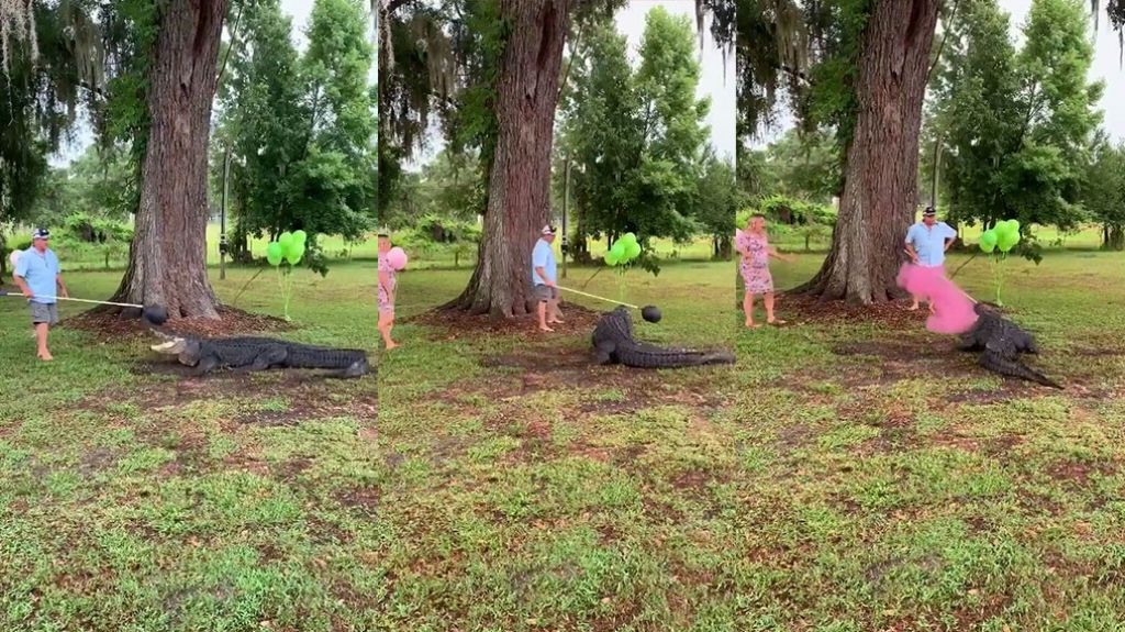  En video una familia en Tampa Florida utiliza un gigantesco cocodrilo para revelar el &ldquo;sexo&rdquo; de su pr&oacute;ximo hijo 
