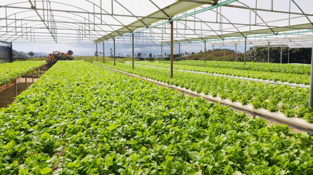  Vivienda entrega subvenciones para desarrollo agrícola del programa Re-Grow con fondos CDBG-DR 