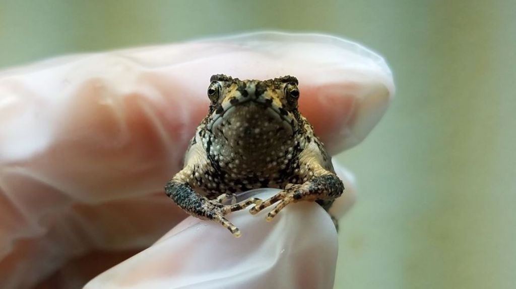  Primer sapo concho puertorriqueño del mundo nacido a través de fertilización in vitro 