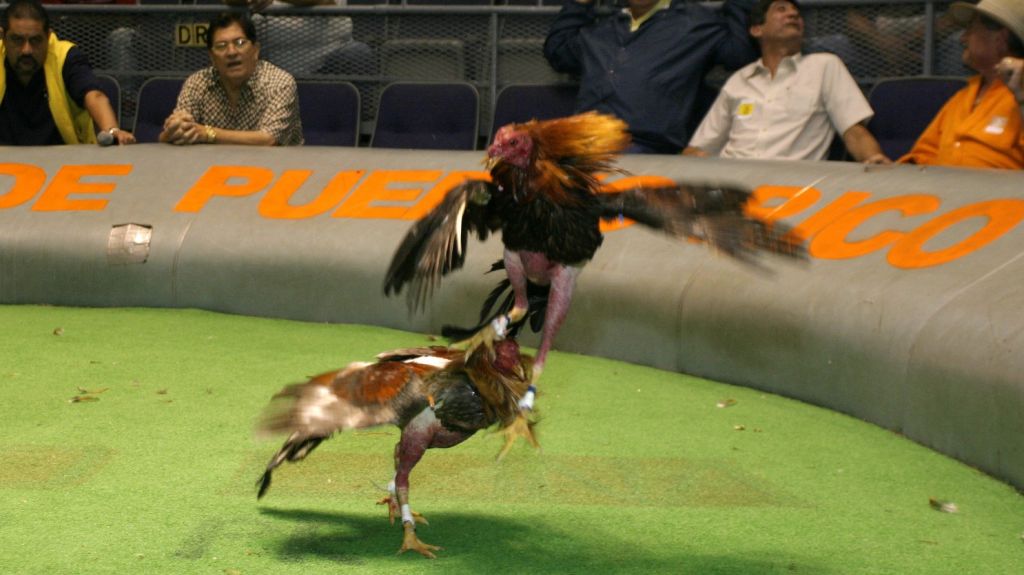  Crean petici&oacute;n plataforma digital change.org para que sigan peleas de gallos en Puerto Rico 