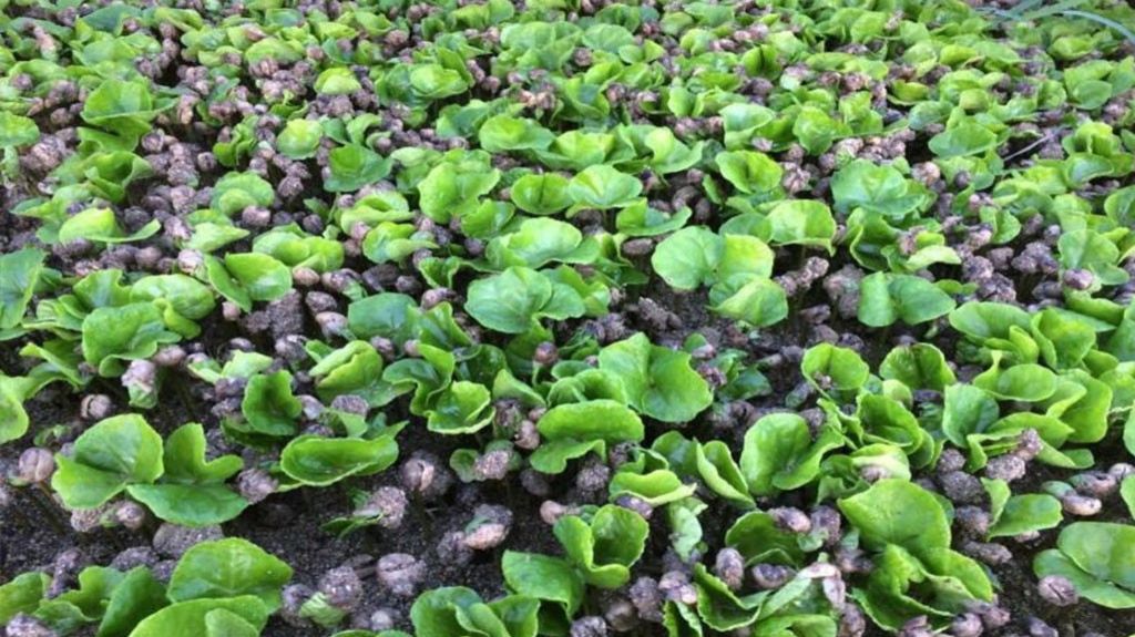  Germinaron los &aacute;rboles de caf&eacute; en Puerto Rico 