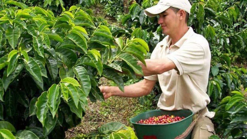 Buscan manos para recoger caf&eacute; en la Isla 
