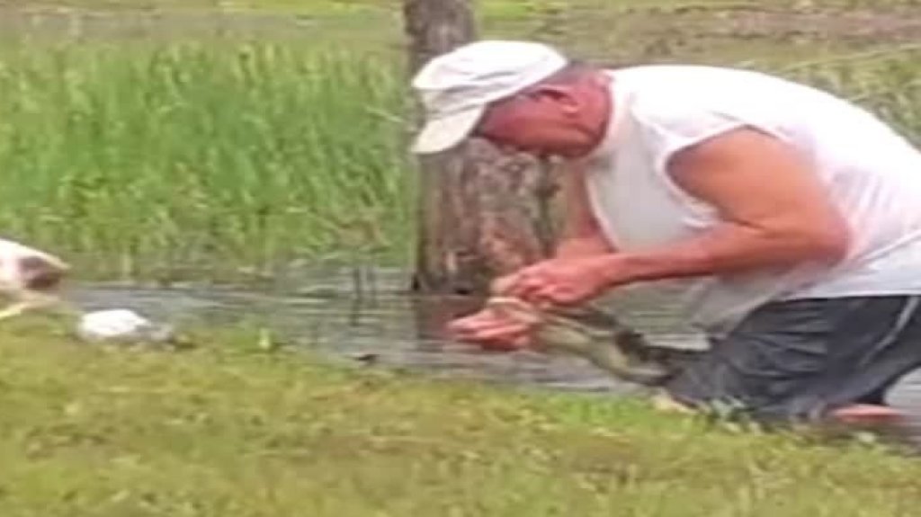 Video: Momento en que hombre rescata su perrito de la boca de un caim&aacute;n 