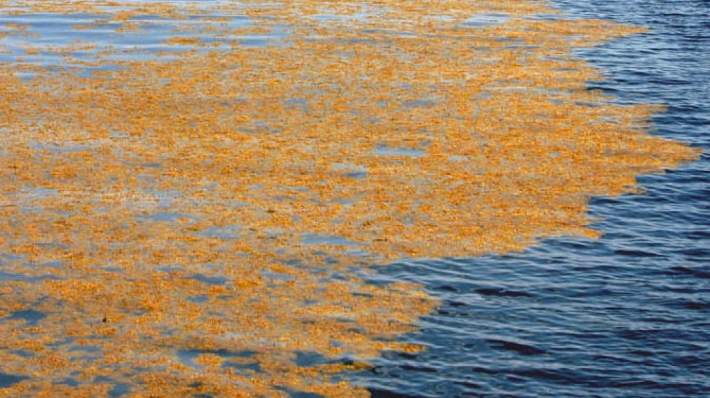  Alquilar&aacute;n embarcaci&oacute;n especializada para remover sargazo de Las Croabas 