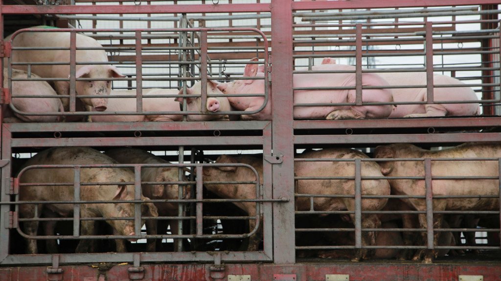  Video:Un cami&oacute;n cargado de cerdos volc&oacute; en Argentina y la gente degoll&oacute; a los animales en plena calle para llev&aacute;rselos 