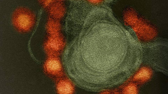 EEUU aprueba un experimento con un mosquito transgÃ©nico para combatir el zika