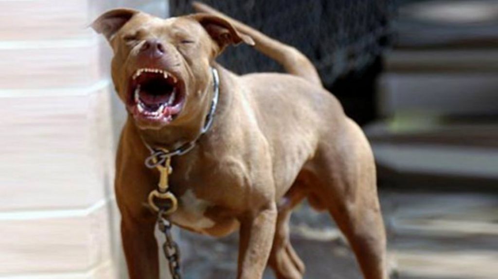  Ni&ntilde;a es mordida por perro Pitbull en Mayag&uuml;ez 