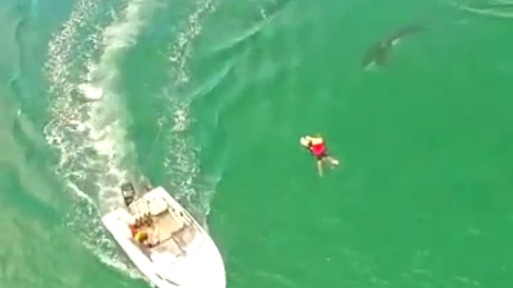  Video: El en su tabla de &ldquo;Surf&rdquo; y una ballena debajo de el 