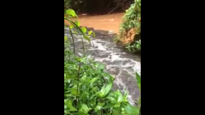 Ciudadano capta en video ''asesinato'' ambiental en San SebastiÃ¡n