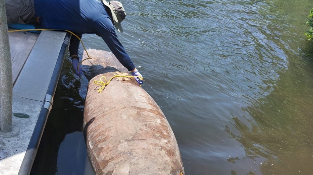  Instalan boyas y rotulaci&oacute;n informativa para prevenir muertes de manat&iacute;es, tras casos reportados el mes pasado 