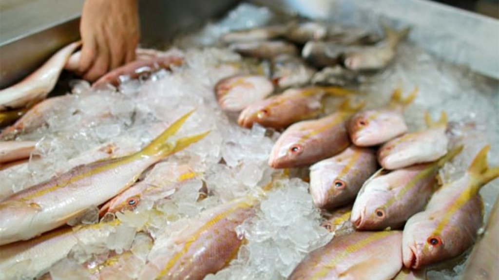  C&aacute;mara busca crear logo de &lsquo;&lsquo;Pescado Fresco del Pa&iacute;s&rsquo;&rsquo; 
