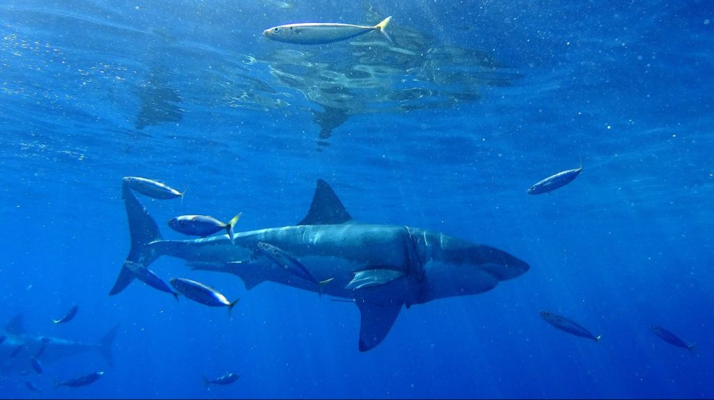  Pescadores atrapan un tibur&oacute;n blanco de 4 metros de largo en Florida 