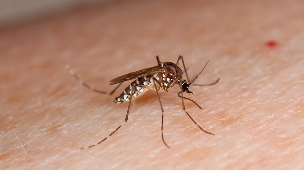  Salud alerta ante alza de casos de dengue se reportan 97 hospitalizaciones y una fatalidad 