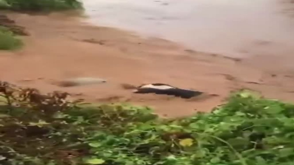  Captan en video como decenas de vacas son arrastradas por un golpe de Agua 