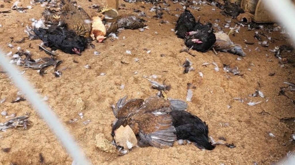  Investigan muerte sospechosa de 16 animales en Hatillo 