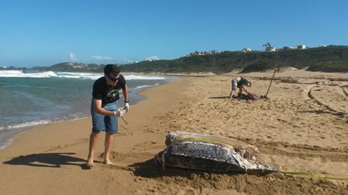 Investigan la muerte de una tortuga
encontrada en una playa en Isabela
