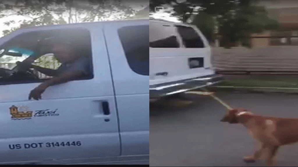  Video:Radican cargos contra taxista que amarró su perro a un carro y juez encuentra causa 