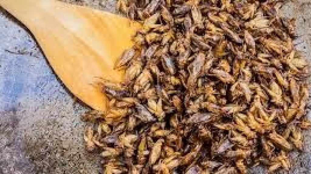  Vea video: Grillos: una novedad culinaria en Europa 