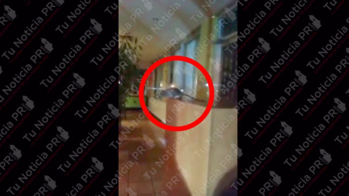 Video: Denuncian ratas en restaurante chino de San Juan 