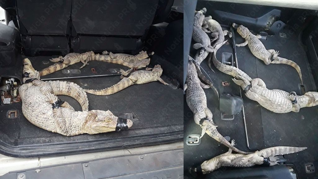  Video: Polic&iacute;as Buscaban drogas y armas en Santurce, pero solo encontraron caimanes 