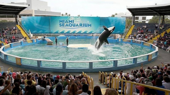 Ambientalistas apelan caso contra acuario de Miami por cautiverio de Lolita