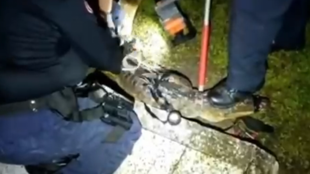  Video del momento en que municipales de Carolina capturan un caim&aacute;n que paseaba por una urbanizaci&oacute;n 