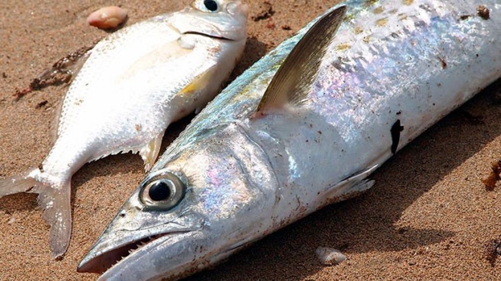  Intoxicadas 21 personas por ingerir pescado conocido como “picúa” 