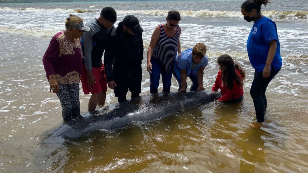  Rescatan a manat&iacute; varado en balneario de Humacao 