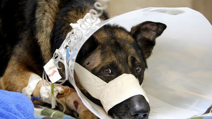 23 aÃ±os de cÃ¡rcel a Joven que disparo a perro policÃ­a retirado durante un robo