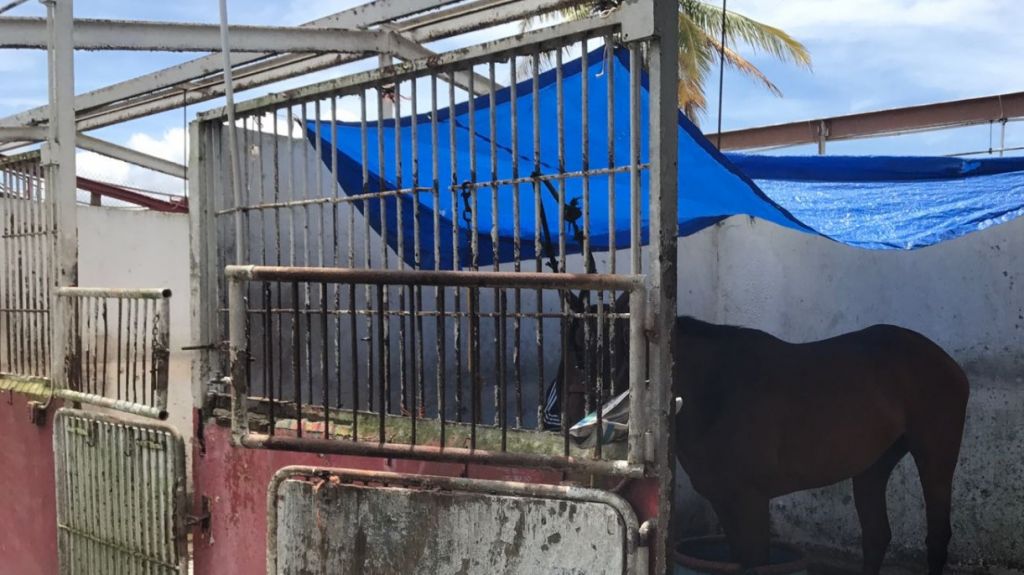  Investigan irregularidades y deterioro en las facilidades del Hip&oacute;dromo Camarero 