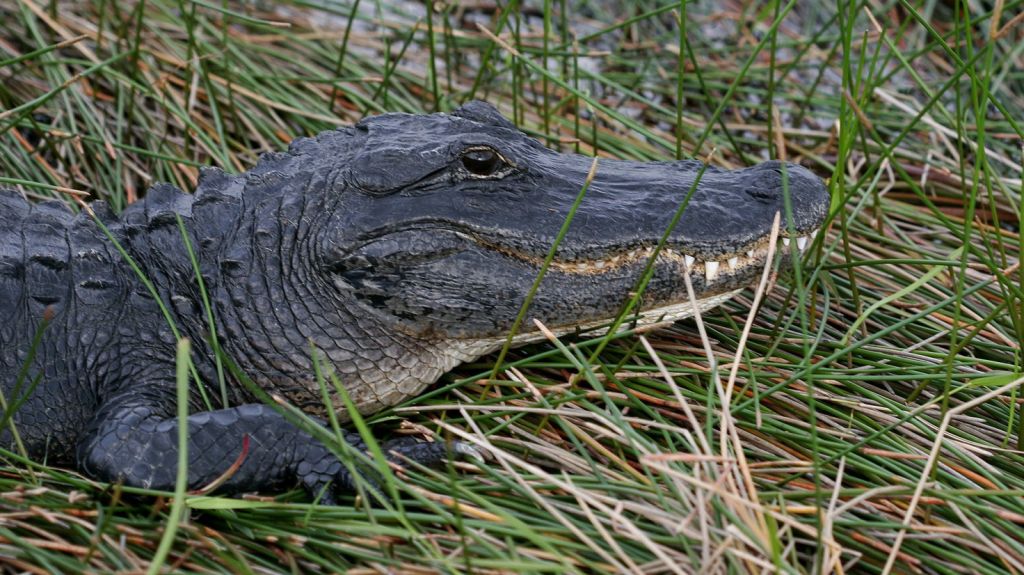  Autoridades de Florida encuentran el cuerpo de mujer atacada por un caim&aacute;n 
