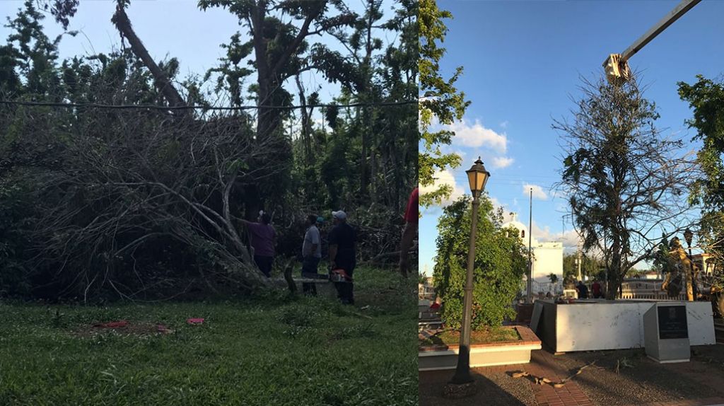 Ãrbol arrancado por MarÃ­a servirÃ¡ para honrar a los que reconstruyen a Vega Alta