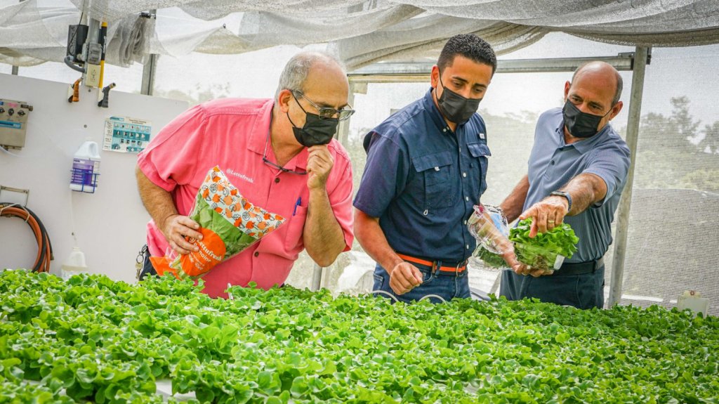  Miles de lechugas que se comercializan en el pa&iacute;s se producen en Ciales 