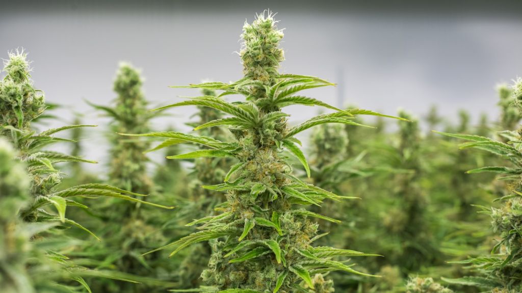  Gobernador de Illinois presenta proyecto para legalizar marihuana recreativa 