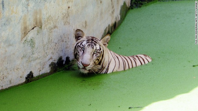 Video: Un tigre blanco mata a un visitante en un zoo de la India