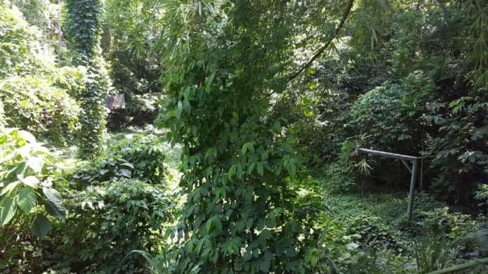 Catalogan de desastre municipal las instalaciones deportivas en Cidra