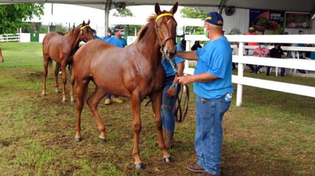  El sector h&iacute;pico de Puerto Rico se recupera pese a crisis y la pandemia 