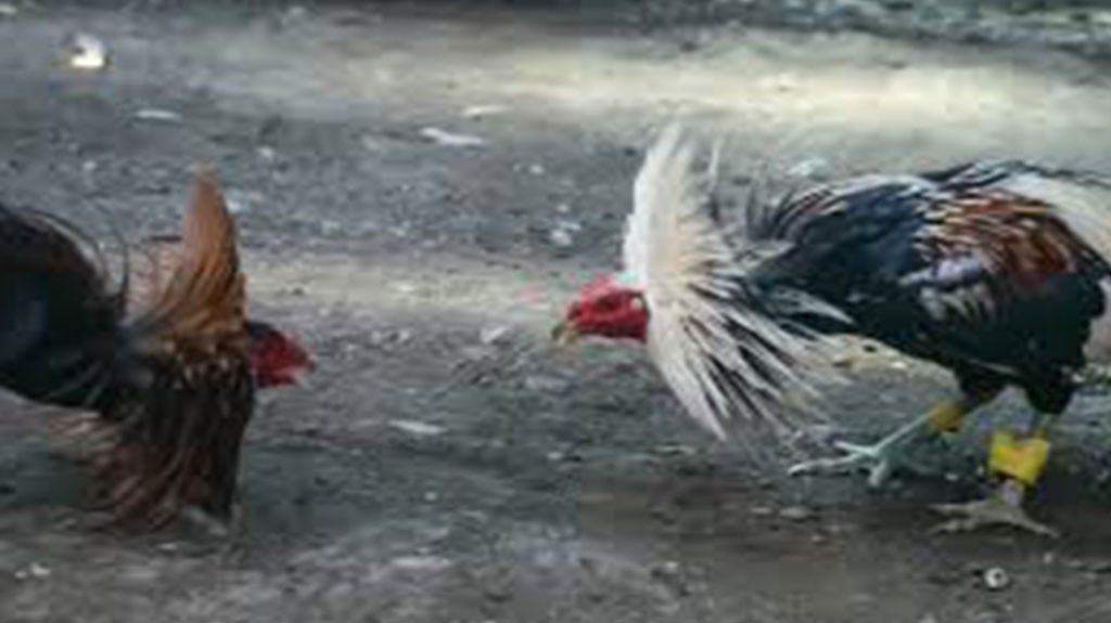  Lamentan gobernador &ldquo;entreg&oacute; la lucha&rdquo; por peleas de gallo 