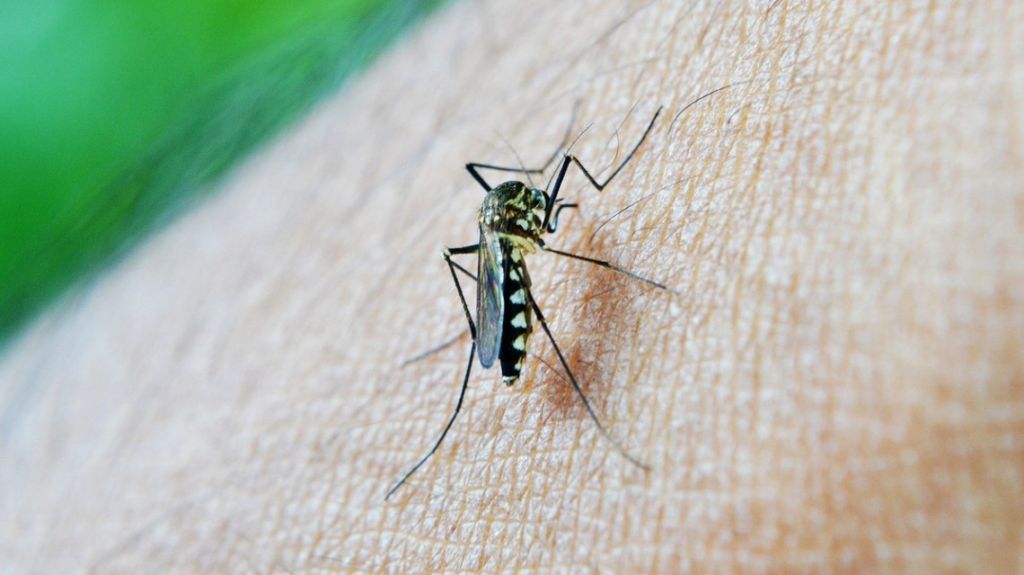  Espa&ntilde;a confirma caso de dengue por transmisi&oacute;n sexual 