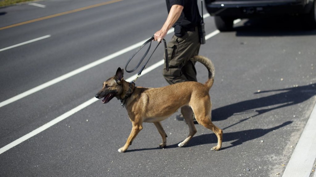  VIDEO: Investigan a tres polic&iacute;as de EE.UU. por permitir que su perro muerda a un hombre negro durante su detenci&oacute;n 
