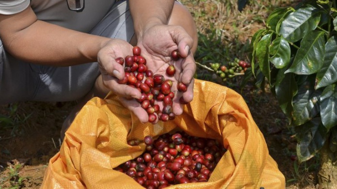 Senador Ramoncito Ruiz Nieves propone Agricultura debe establecer precios del cafÃ© no el DACO