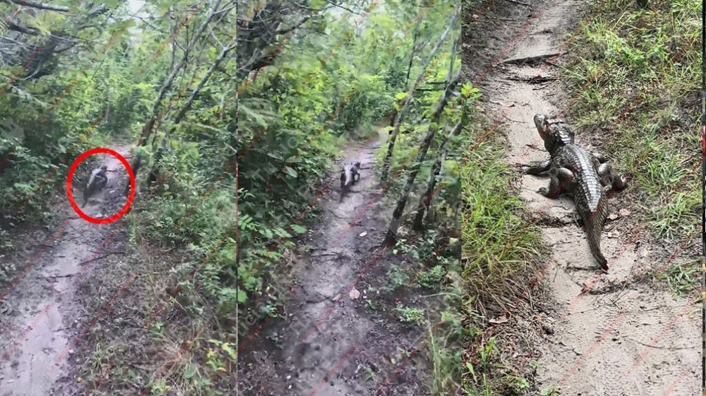  Video: Captan otro caim&aacute;n en Vega Baja, esta vez en Tortuguero y mas grandecito 